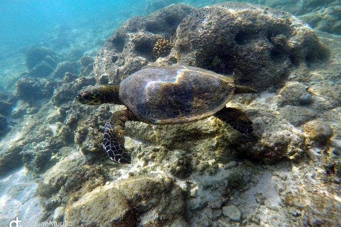 Snorkeling Adventure Cabo Pulmo - Explore the Only Living Coral Reef in the Sea of Cortez for $120