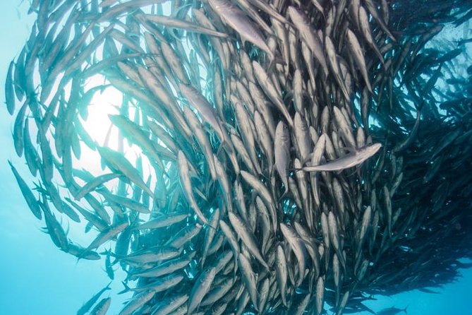 Snorkeling Adventure Cabo Pulmo - The Top Stops: Mermaids Beach, Sea Lion Colony, Jureles, and Las Navajas