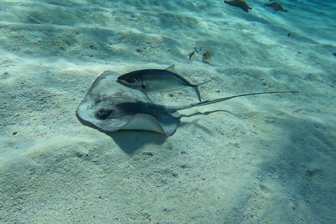 Snorkeling adventure in El Cielo, El Cielito, Palancar and Colombia. - Key Points