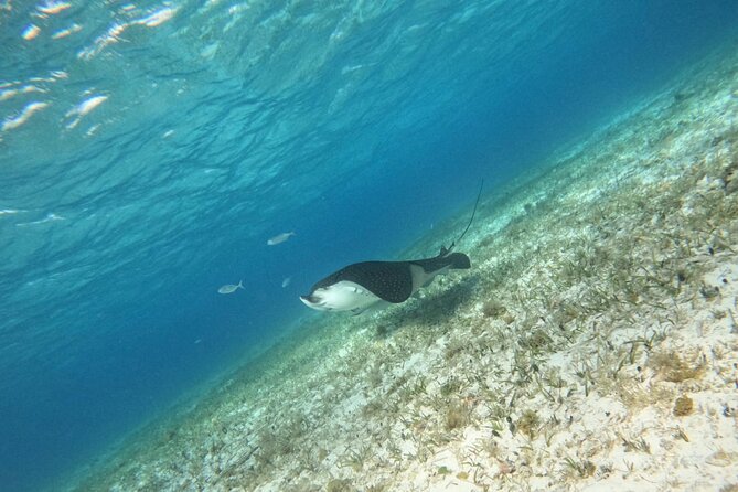 Snorkeling adventure in El Cielo, El Cielito, Palancar and Colombia. - Starting the Day at Sharks Adventure in Cozumel