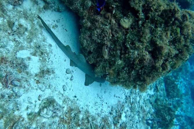 Snorkeling adventure in El Cielo, El Cielito, Palancar and Colombia. - Exploring Palancar Reef: Coral Formations and Tropical Fish