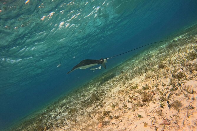 Snorkeling adventure in El Cielo, El Cielito, Palancar and Colombia. - Swimming in El Cielo: Starfish and Turquoise Waters