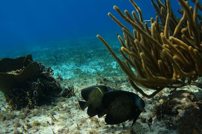 Snorkeling adventure in El Cielo, El Cielito, Palancar and Colombia. - Visiting Cielito: Sanctuary of Manta Rays