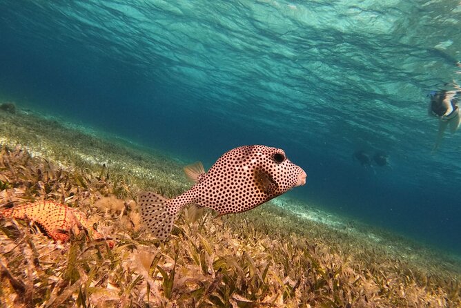 Snorkeling adventure in El Cielo, El Cielito, Palancar and Colombia. - Snorkeling Equipment and Refreshments Included
