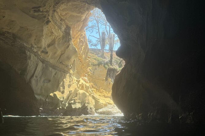 Snorkeling Adventure in La Jolla - Marine Life Encounters and Wildlife Watching