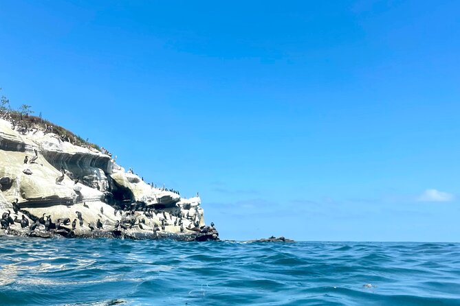 Snorkeling Adventure in La Jolla - The Guide’s Role: Knowledgeable and Supportive