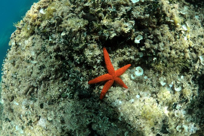 SNORKELING ADVENTURE | Pula Boat - The Unique Experience of Cliff Jumping at Pigeon Cliffs
