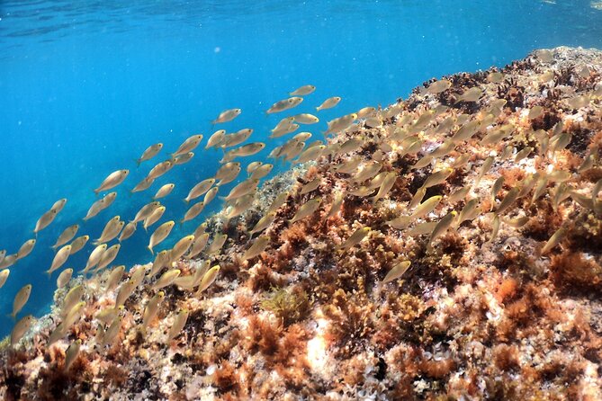 SNORKELING ADVENTURE | Pula Boat - Who Will Love This Snorkeling Tour?