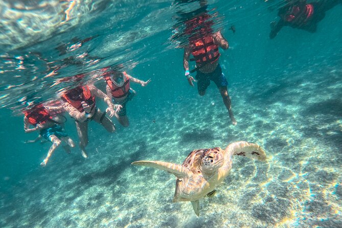 Snorkeling Adventure Swim with Sea Turtles at Akumal - Discover the Magic of Snorkeling with Sea Turtles at Akumal
