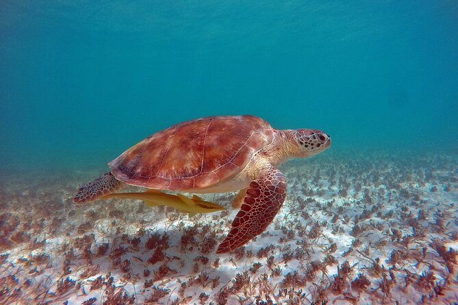 Snorkeling Adventure Swim with Sea Turtles at Akumal - Practical Details and Safety Guidelines