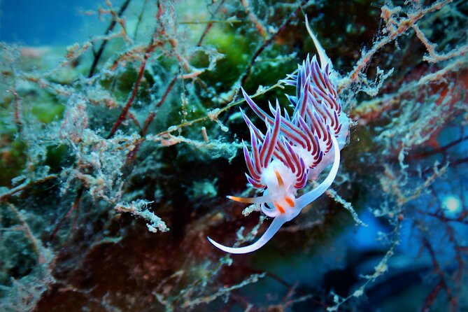 Snorkeling Adventure Trip - Starting Point at Mykonos Diving Center on Paradise Beach