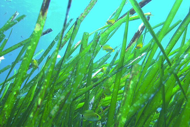 Snorkeling Adventure Trip - The Pacing and Duration of the Snorkeling Trip