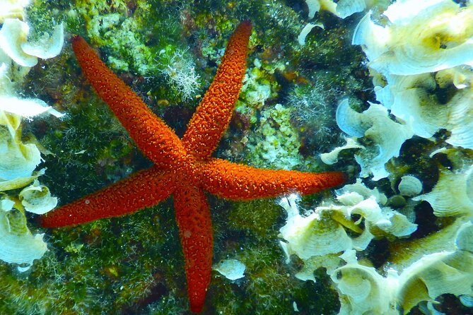 Snorkeling Adventure Trip - The Role of the Guides and Their Impact on the Experience