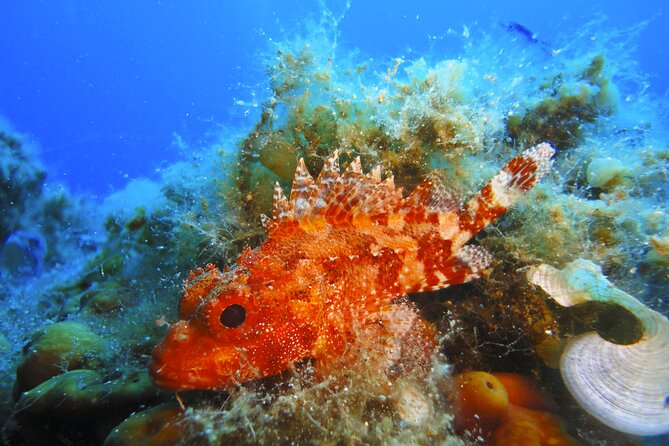 Snorkeling Adventure Trip - The Overall Value and Customer Satisfaction