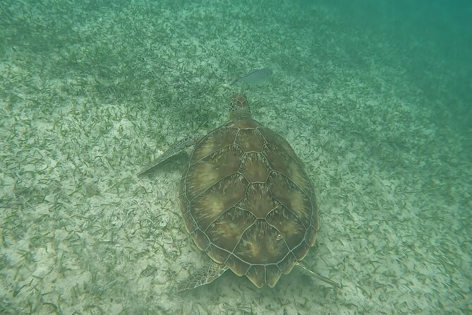 Snorkeling Adventure with Sea Turtles and Cenote Exploration - All-Inclusive Snorkeling Gear and Water