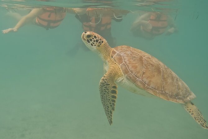 Snorkeling Adventure with Sea Turtles and Cenote Exploration - Flexibility and Cancellation Policy