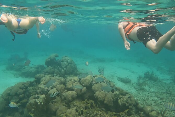 Snorkeling Adventure with Sea Turtles and Cenote Exploration - The Meeting Point and Timing