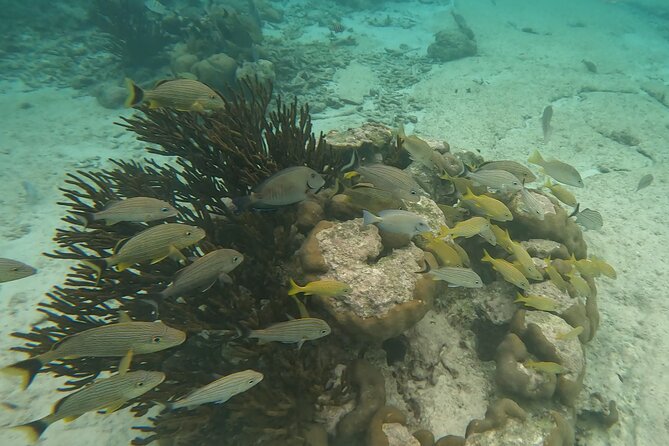 Snorkeling Adventure with Sea Turtles and Cenote Exploration - Who Will Enjoy This Tour?