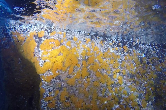 Snorkeling among the Underwater Caves of Ischia Ponte - Tour Flexibility and Booking Details