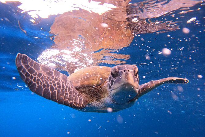 Snorkeling and Boat Tour in a Turtle Area - Start in Costa Adeje at the PADI 5 Travel Sub Dive Center