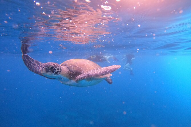Snorkeling and Boat Tour in a Turtle Area - Wildlife Spotting and the Possibility of Dolphins and Rays