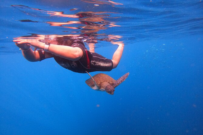 Snorkeling and Boat Tour in a Turtle Area - Snorkeling Gear, Water, and On-Board Monitoring