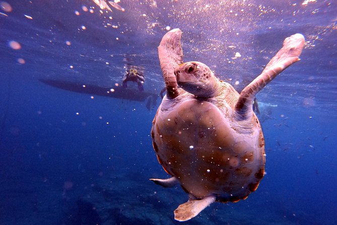 Snorkeling and Boat Tour in a Turtle Area - What Makes This Tour Stand Out?