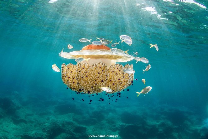 Snorkeling and Boat trip in Crete with free certification! - Suitable for All Skill Levels and Families