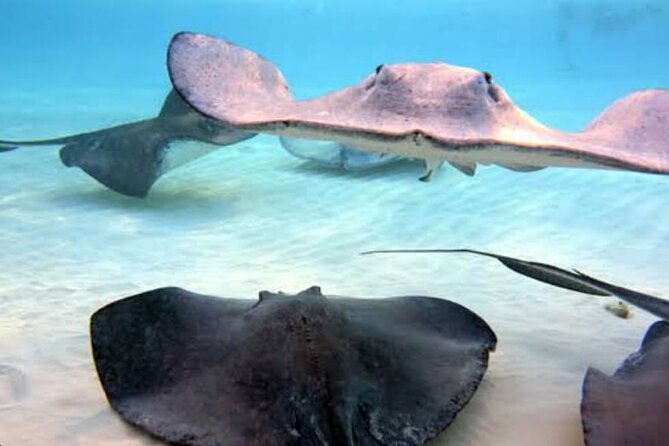 Snorkeling Combo 3 x 1 Lagoon Cenote Reef with Tulum Temples - A Review That Speaks for Itself