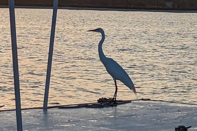 Snorkeling, Dolphin and Wildlife Sightings at St. Andrews Bay - Logistics: Meeting Point, Equipment, and Amenities