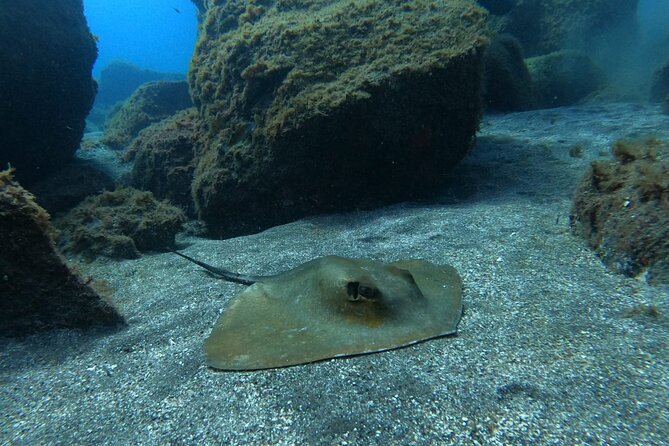 Snorkeling excursion in the Rayas and Turtles Zone - The Marine Environment and Wildlife Spotting Opportunities