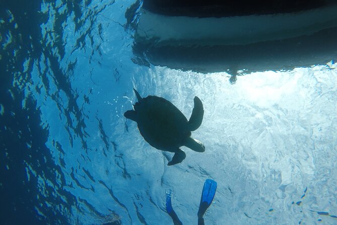 Snorkeling excursion in the Rayas and Turtles Zone - Booking, Pricing, and Cancellation Policy