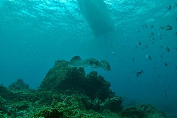 Snorkeling excursion in the Rayas and Turtles Zone - The Best Fit for Who Will Love This Tour