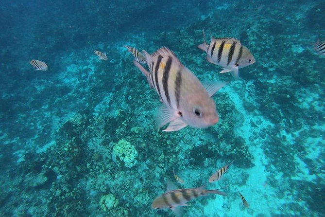 Snorkeling Experience Cozumel only from Playa del Carmen - The Review Highlights and Practical Considerations