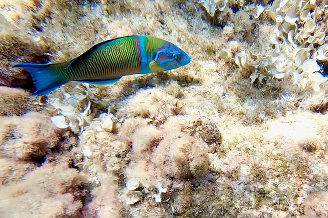 Snorkeling Experience to discover the dolphin inside you! - The Quiet Charm of Early Morning Snorkeling