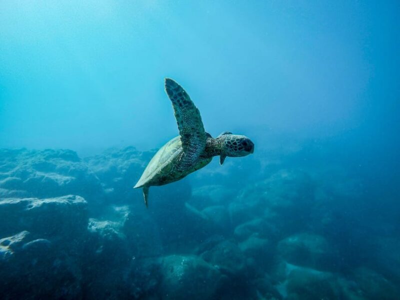 Snorkeling for beginners in crystal clear sea of Halkidiki - Snorkeling for Beginners in the Crystal-Clear Sea of Halkidiki