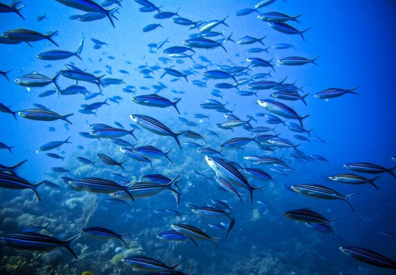 Snorkeling for beginners in crystal clear sea of Halkidiki - Post-Snorkeling Return to Triton Scuba Diving Center