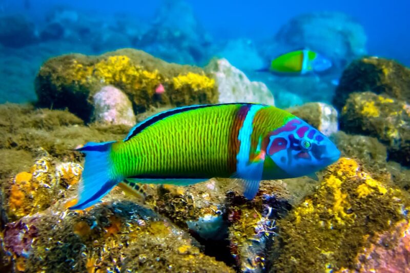 Snorkeling for beginners in crystal clear sea of Halkidiki - The Value of a Beginner-Friendly Snorkeling Tour in Halkidiki
