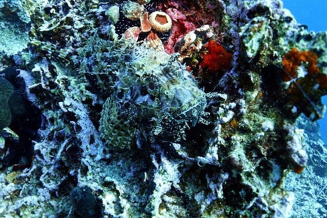 Snorkeling Fun Adventure in Athenian Riviera - Explore the Marine Life of the Athenian Coast