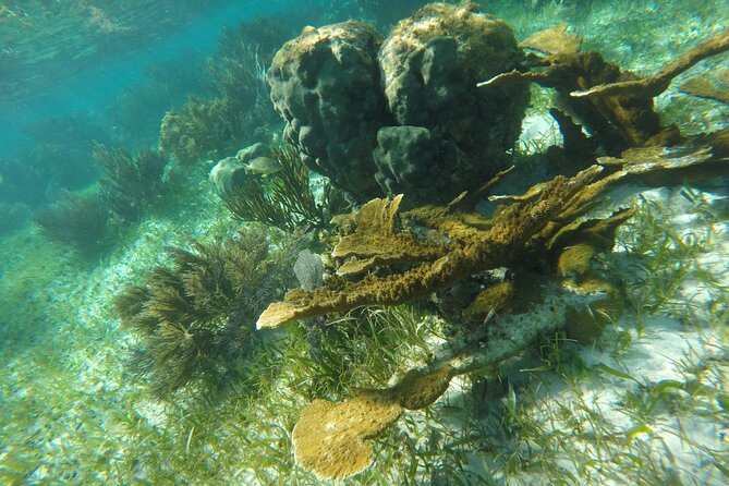 Snorkeling Guided Activity in Puerto Morelos Mexico - Environmental Policies and Respect for Marine Conservation