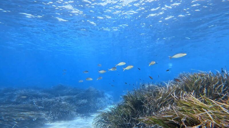 Snorkeling guided tour in beautiful Marathopoli - Discover the Calm Beauty of Marathopoli’s Snorkeling Tour