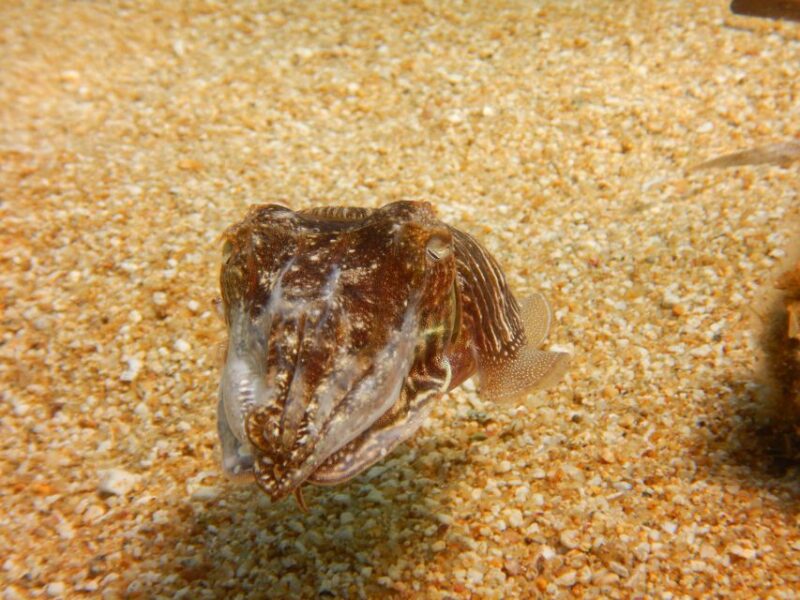 Snorkeling guided tour in beautiful Marathopoli - The Guided Snorkeling Experience and Safety Measures