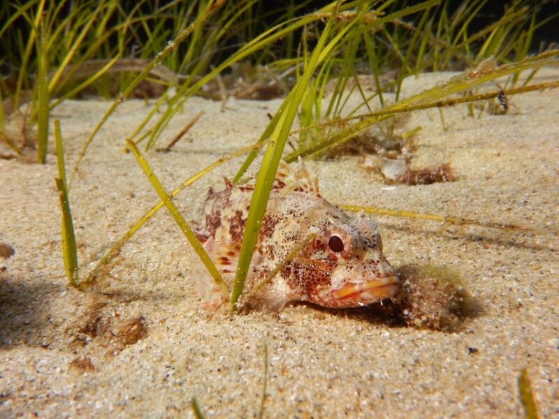 Snorkeling guided tour in beautiful Marathopoli - What to Expect During the 1.5-Hour Tour