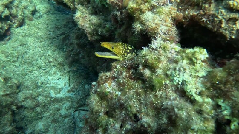 Snorkeling guided tour in beautiful Marathopoli - Equipment and Gear Provided for a Comfortable Snorkeling Experience