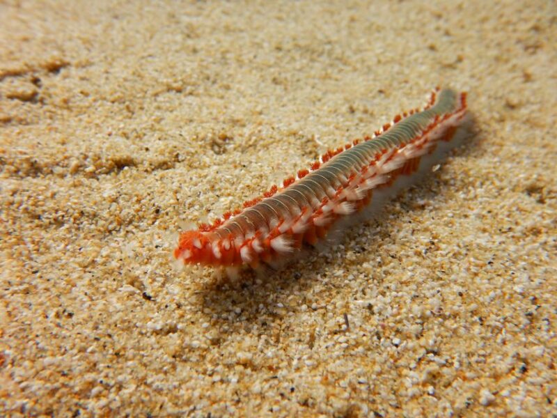 Snorkeling guided tour in beautiful Marathopoli - Booking, Cancellation, and Practical Tips