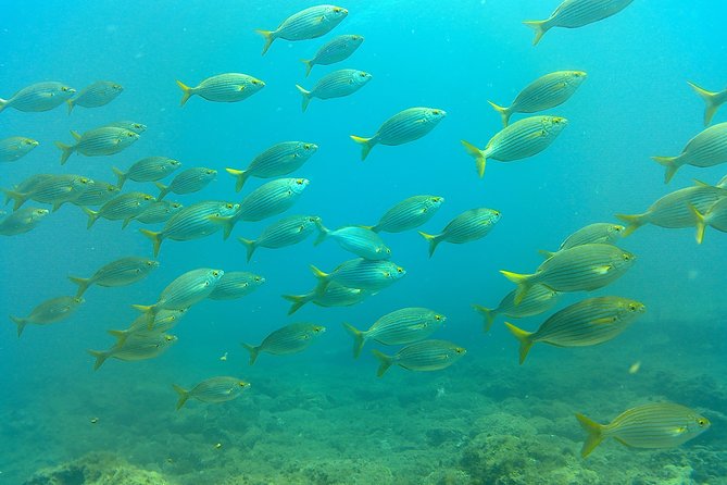 Snorkeling in Gran Canaria with Hotel Pick-up - Visiting Amadores Bay or Puerto De Mogan: Two of Gran Canarias Top Snorkeling Locations