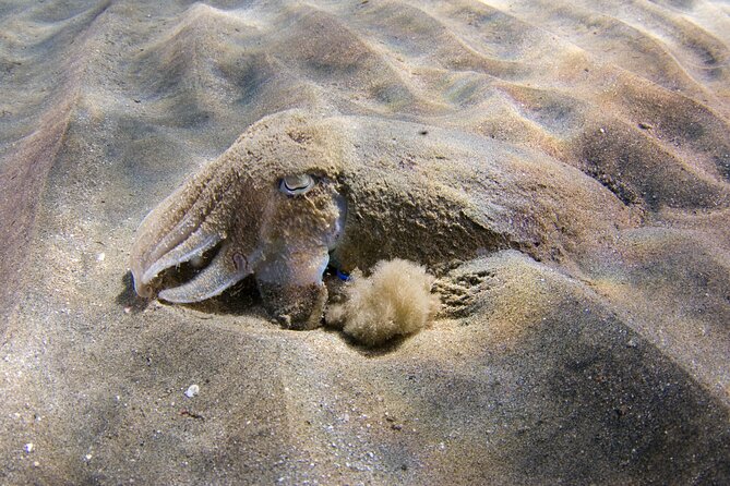 Snorkeling in Gran Canaria with Hotel Pick-up - The Expertise and Friendly Approach of the Guides