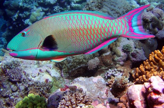 Snorkeling in Puerto Morelos - Group Size and Personal Attention
