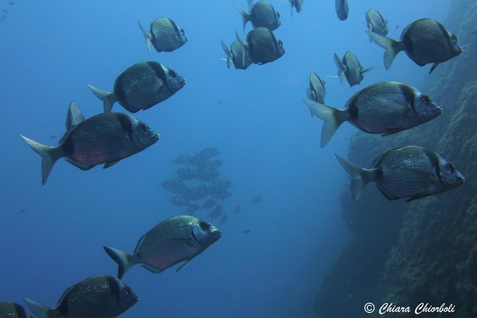 Snorkeling in the Marine Protected Area of Capo Carbonara - Key Points
