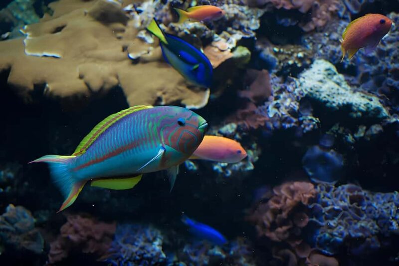 Snorkeling in the Plemmirio marine protected area (Siracusa) - Snorkeling Experience in Plemmirio: What Marine Life Will You See?